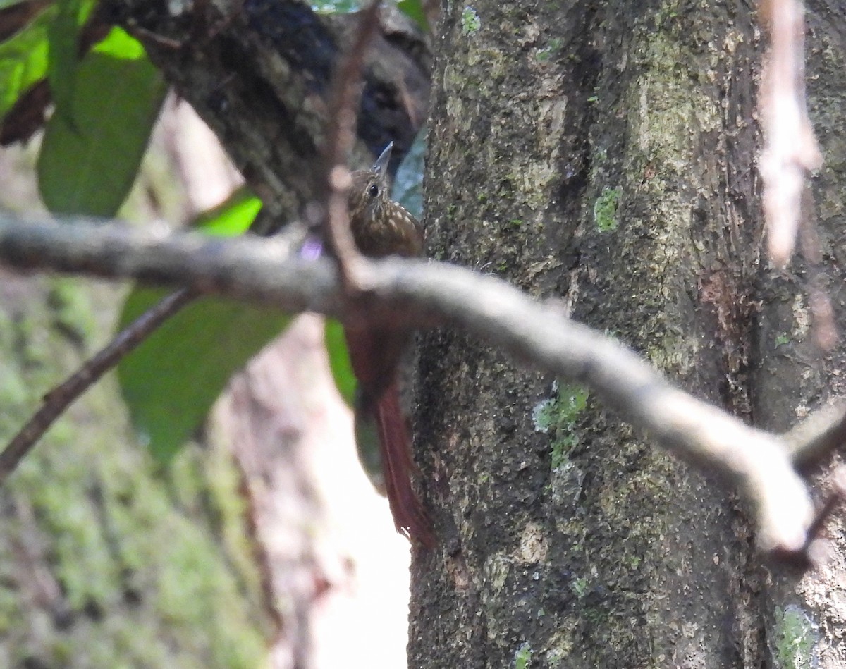 Spotted Woodcreeper - ML635074343