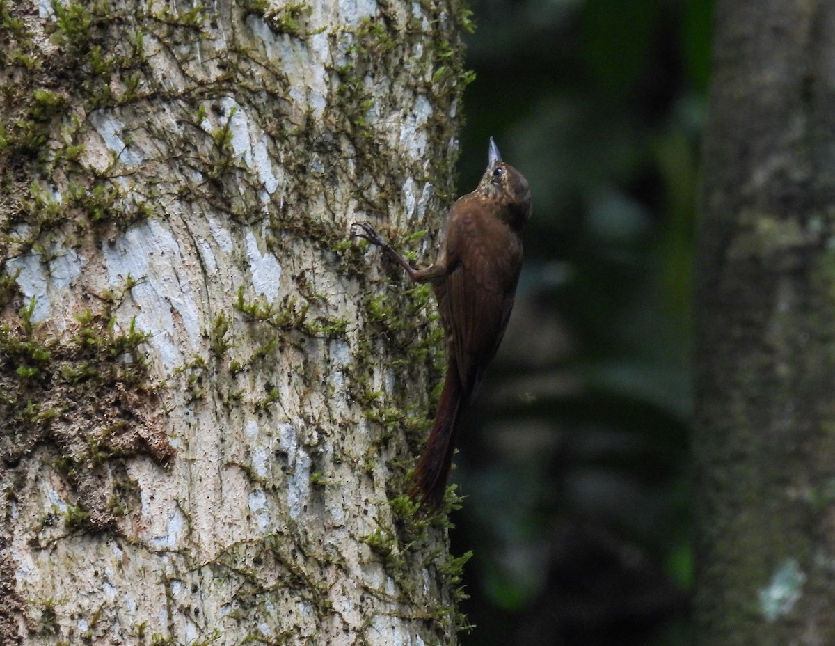 Spotted Woodcreeper - ML635074344