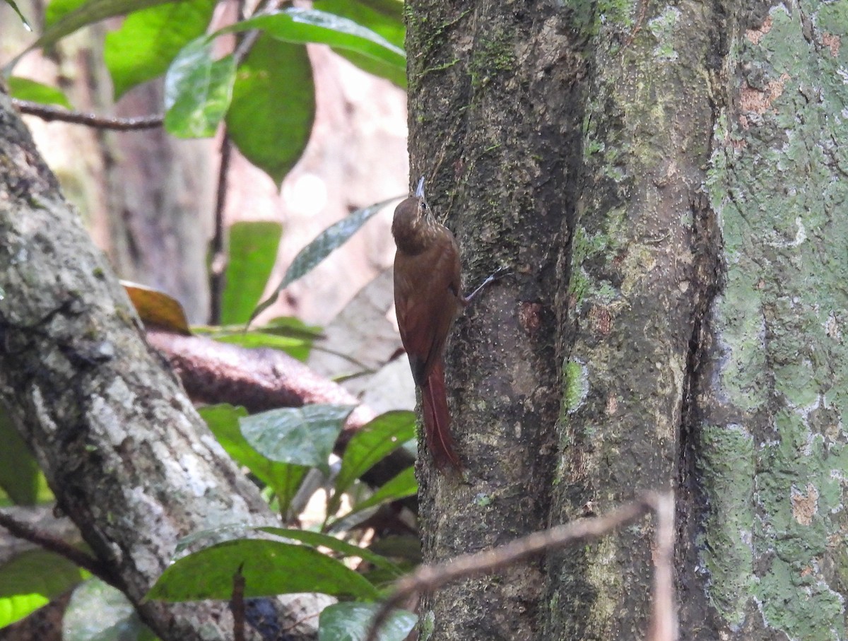 Spotted Woodcreeper - ML635074345