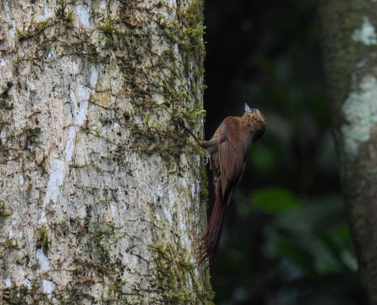 Spotted Woodcreeper - ML635074346
