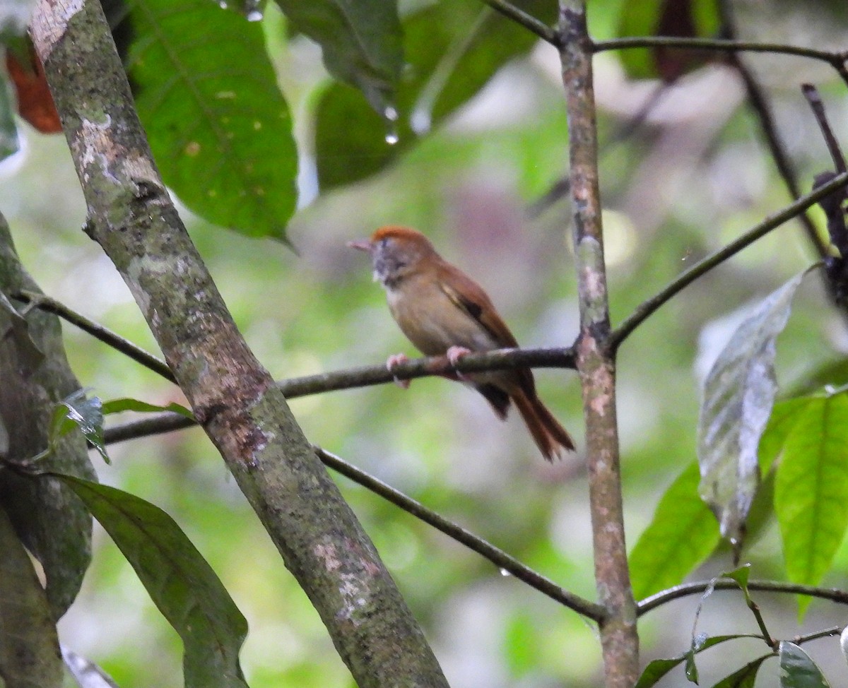 Fuchsscheitelvireo - ML635074364