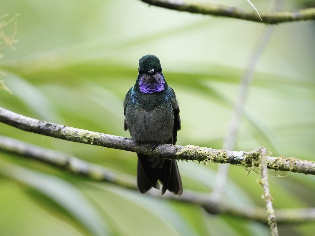 Purple-throated Mountain-gem - ML635074375