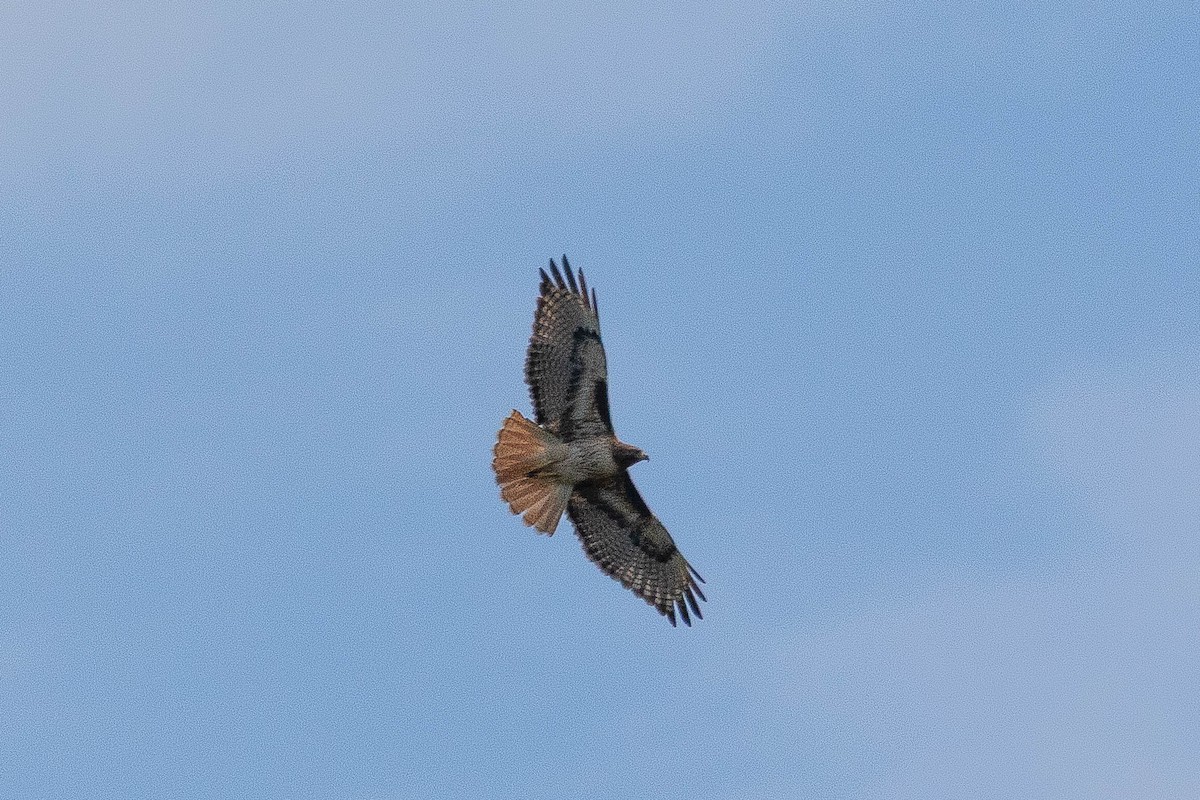 Red-tailed Hawk - ML635074409