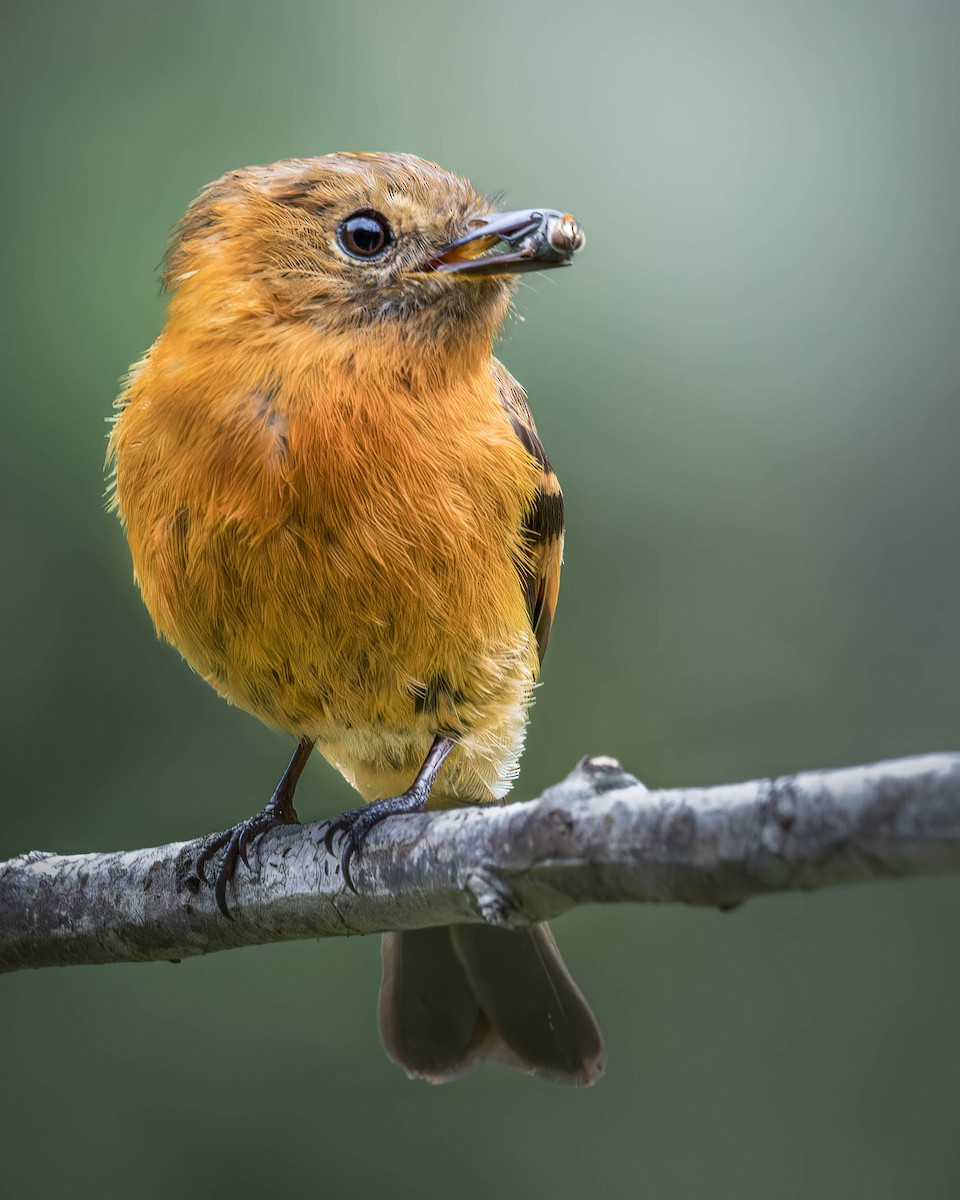 Cinnamon Flycatcher - ML635074521