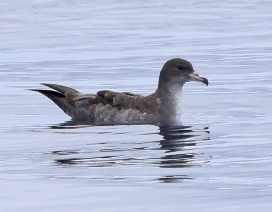 Puffin à pieds roses - ML635074525