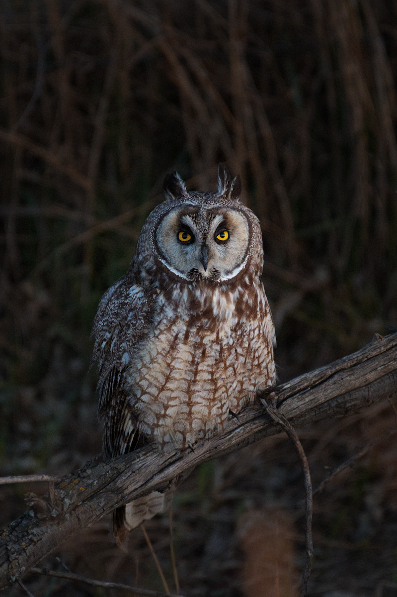 Long-eared Owl - ML635074560