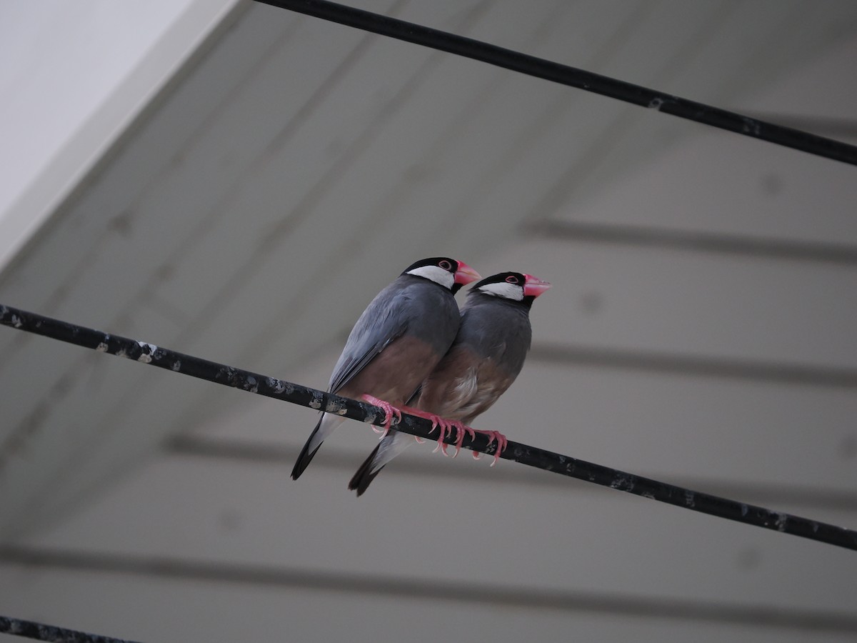 Java Sparrow - ML635074734