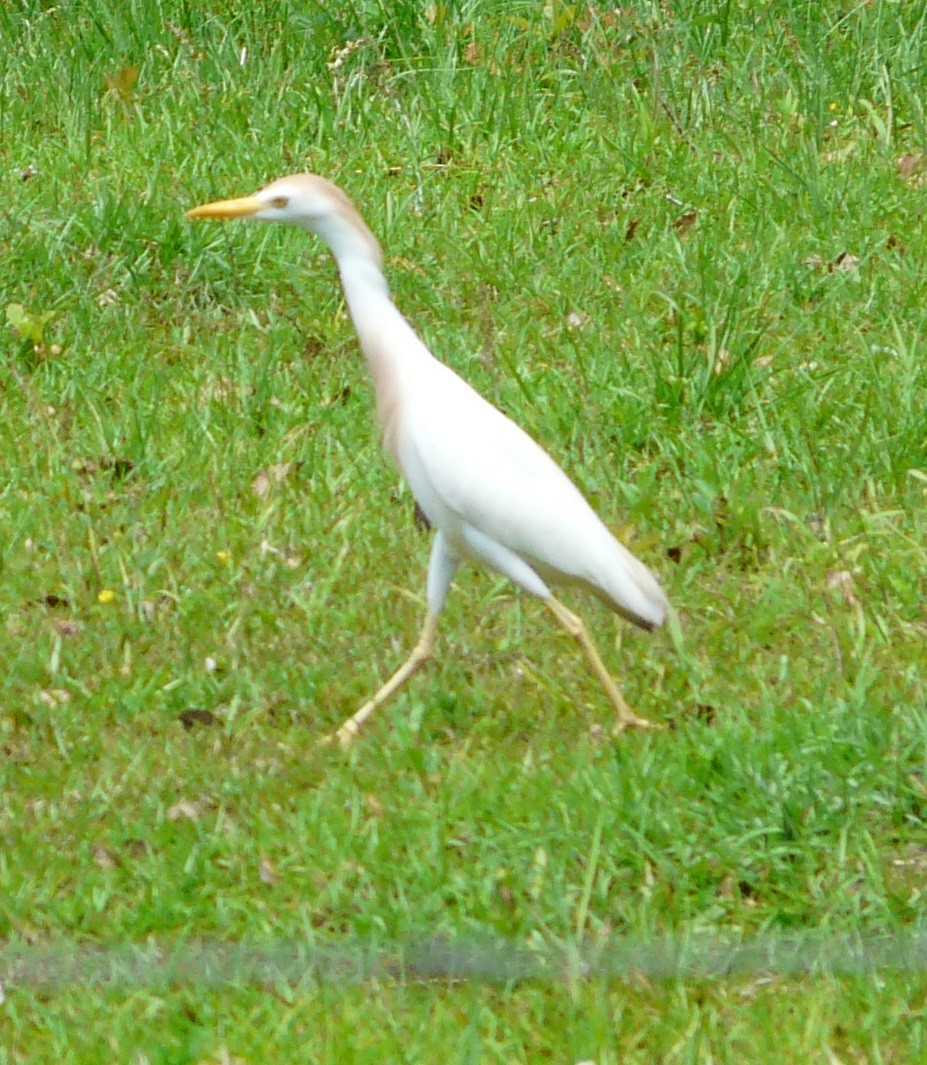 ニシアマサギ - ML635074753