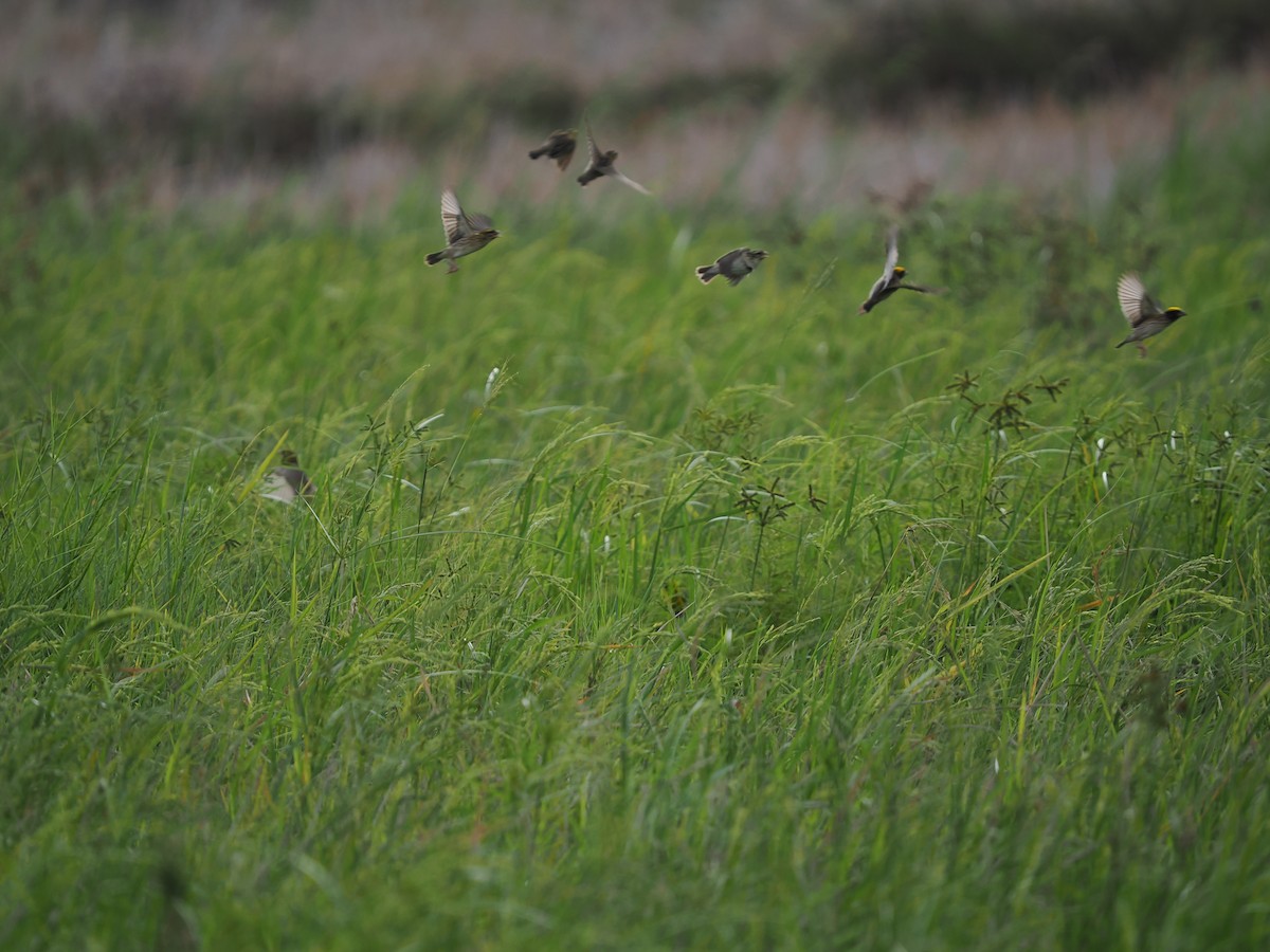 Streaked Weaver - ML635074772