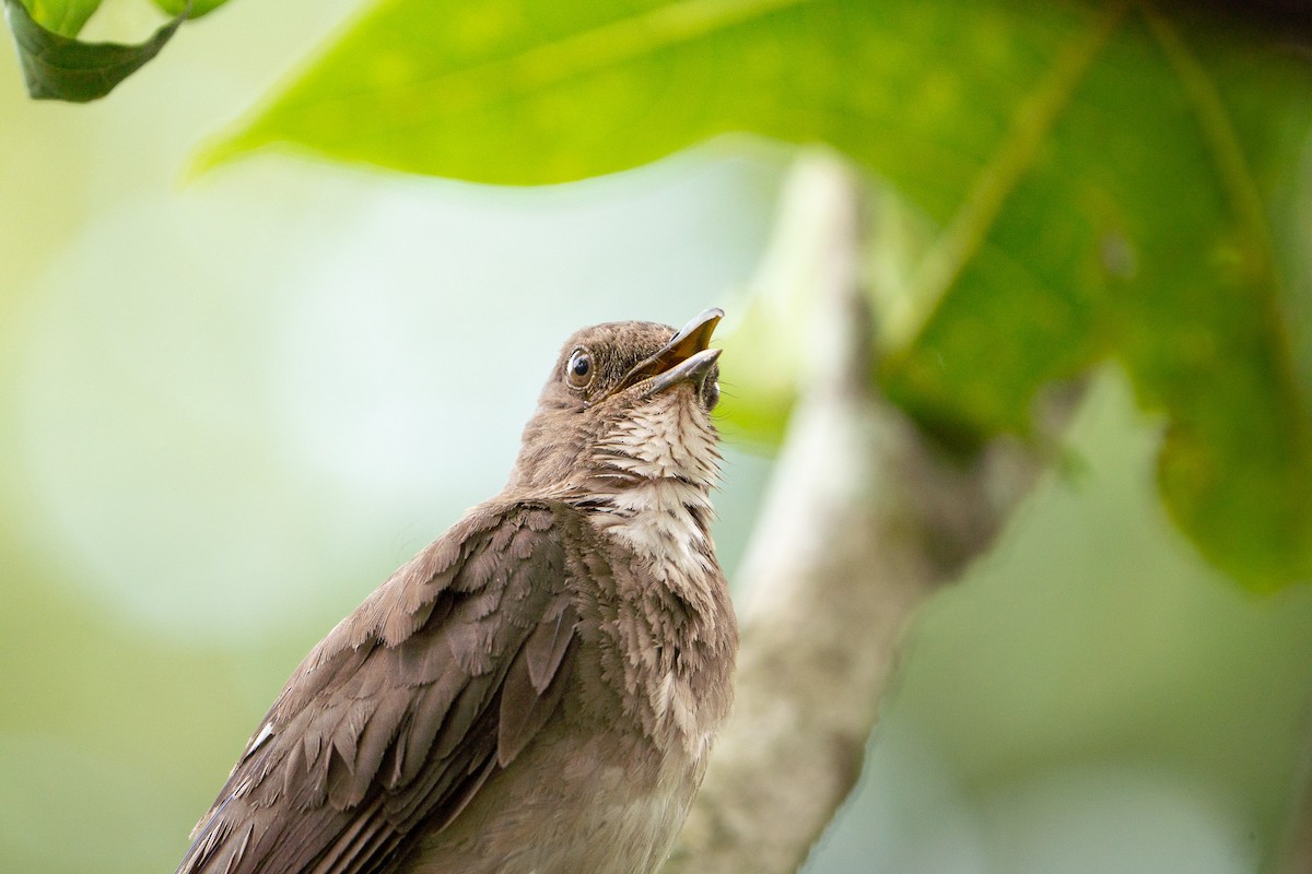 Black-billed Thrush - ML635074811