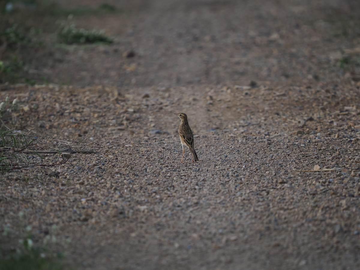 Paddyfield Pipit - ML635074838