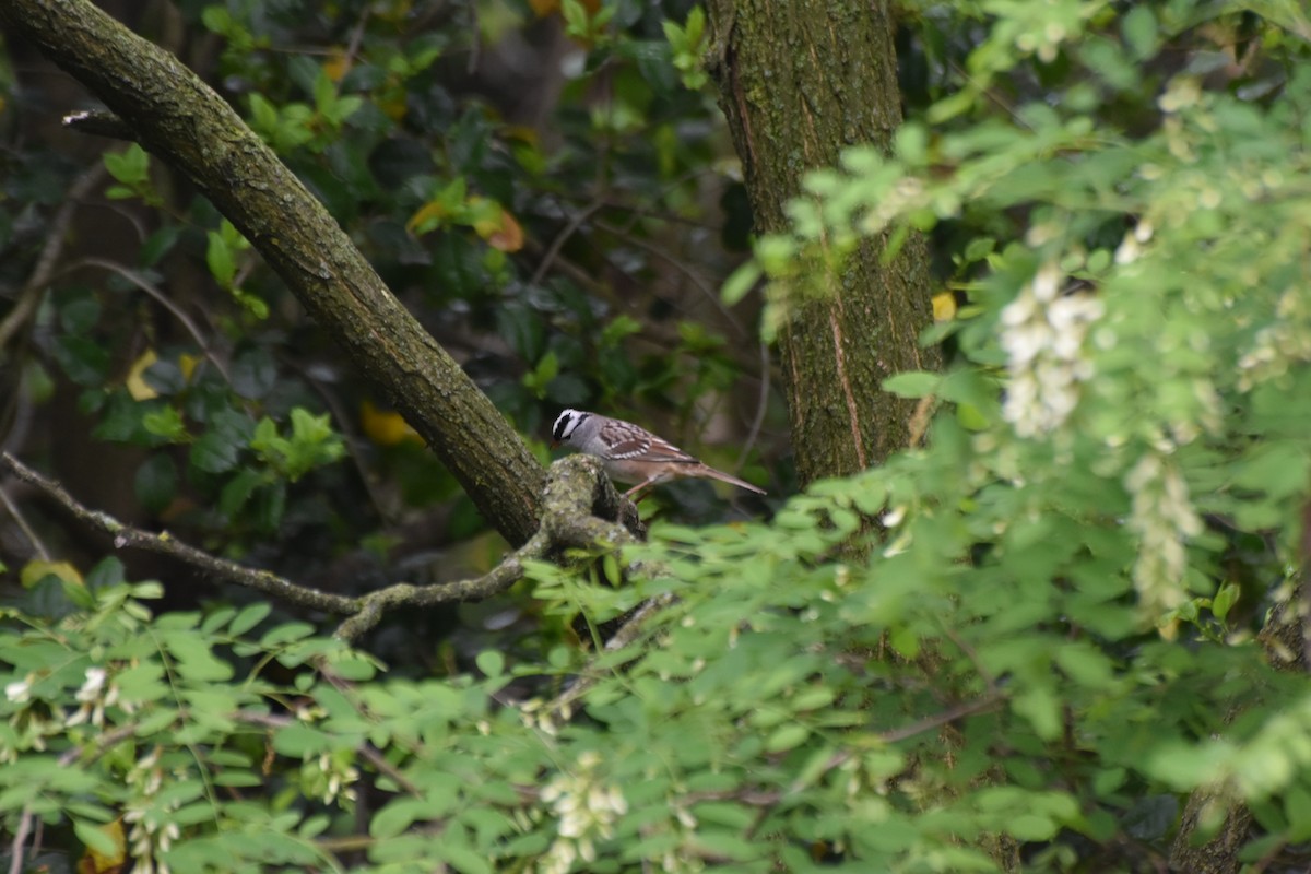 White-crowned Sparrow - ML635074916
