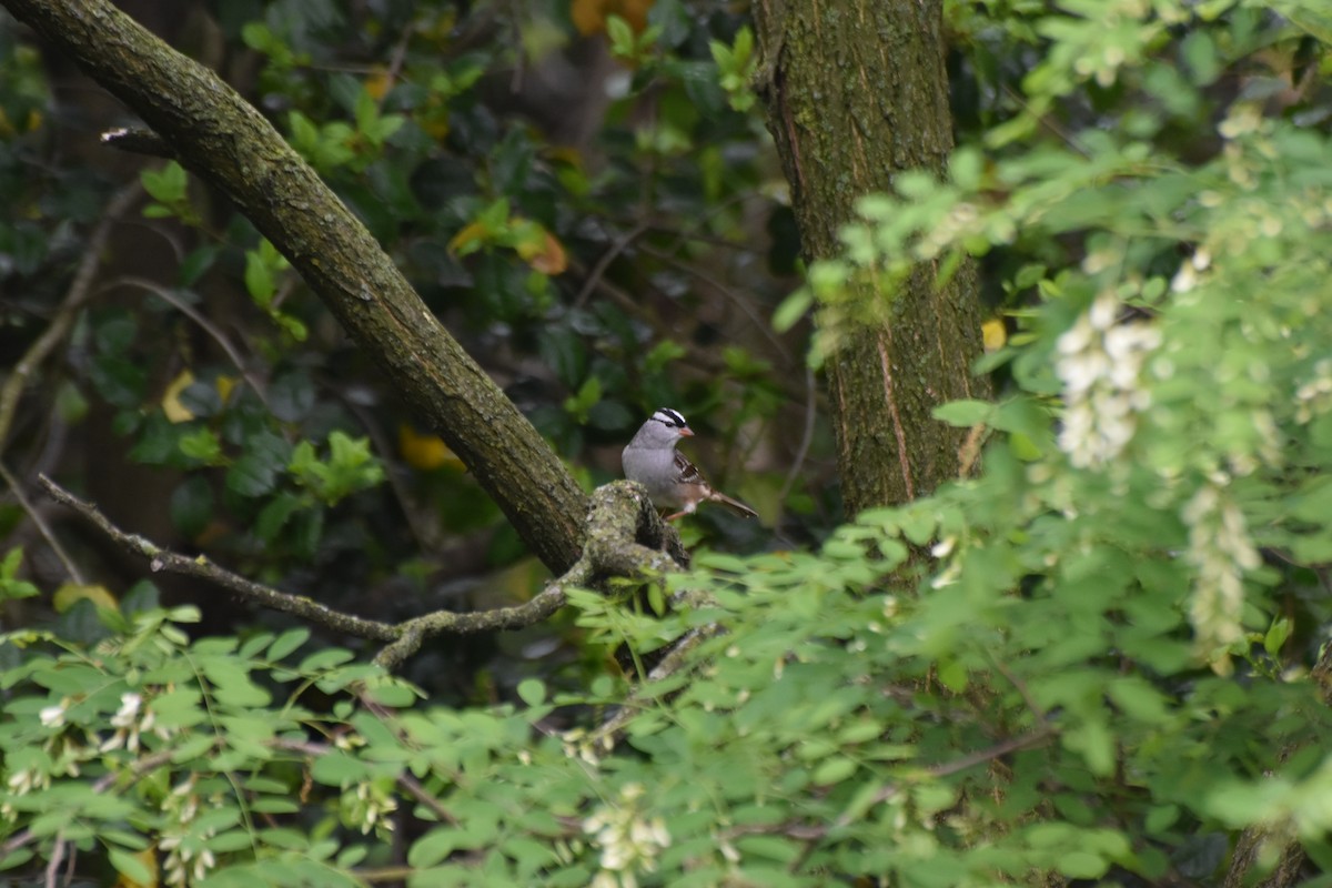 White-crowned Sparrow - ML635074931