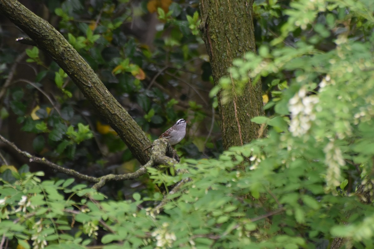White-crowned Sparrow - ML635075000