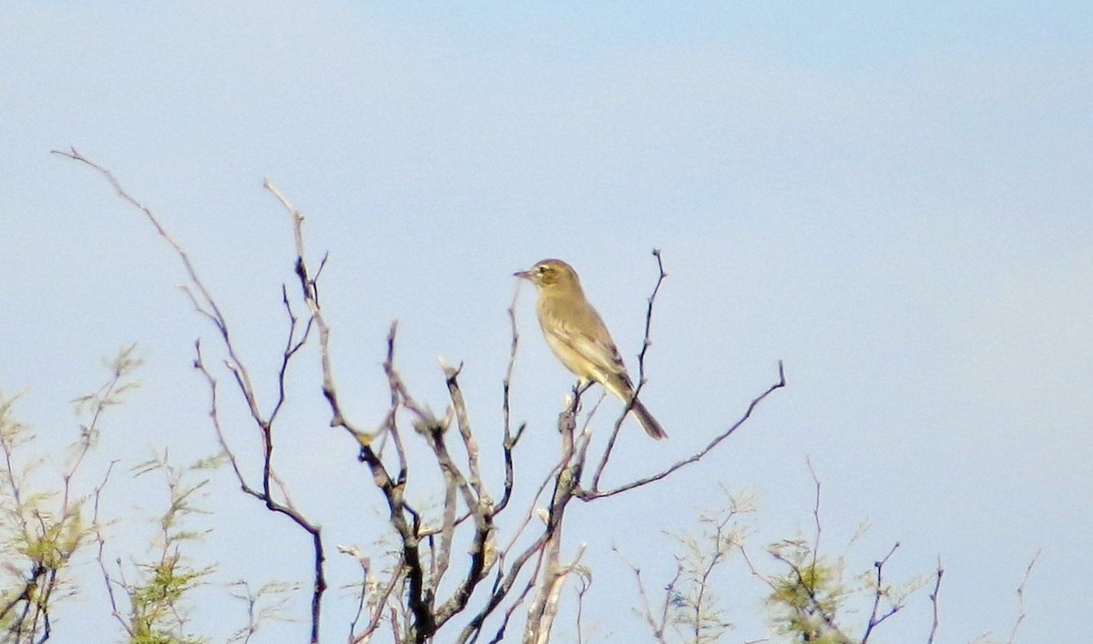 Gray-bellied Shrike-Tyrant - ML635075124