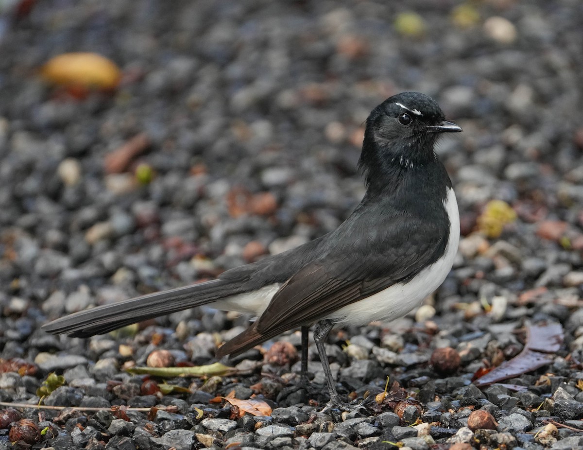 Abanico Lavandera - ML635075170