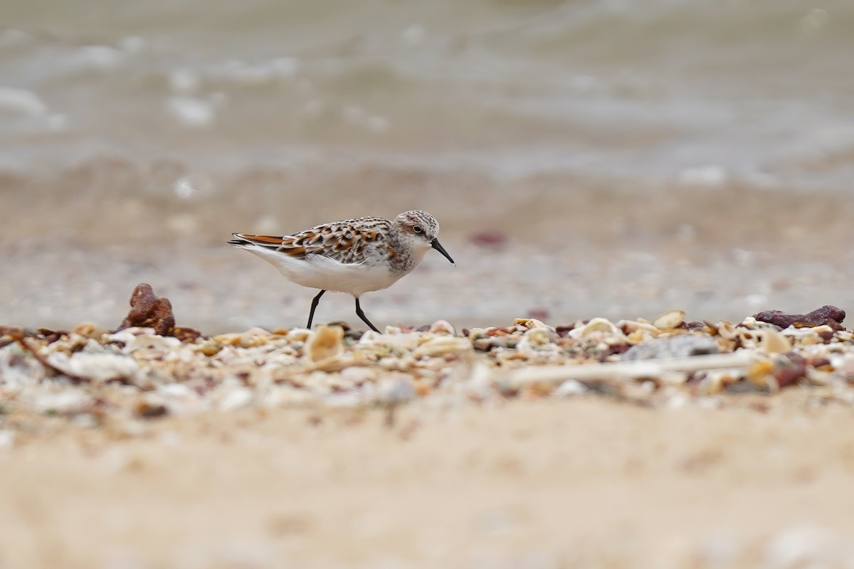 Little Stint - ML635075266