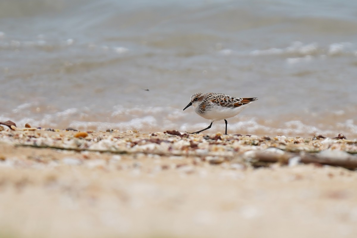 Little Stint - ML635075267