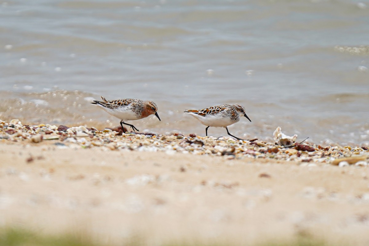 Little Stint - ML635075268
