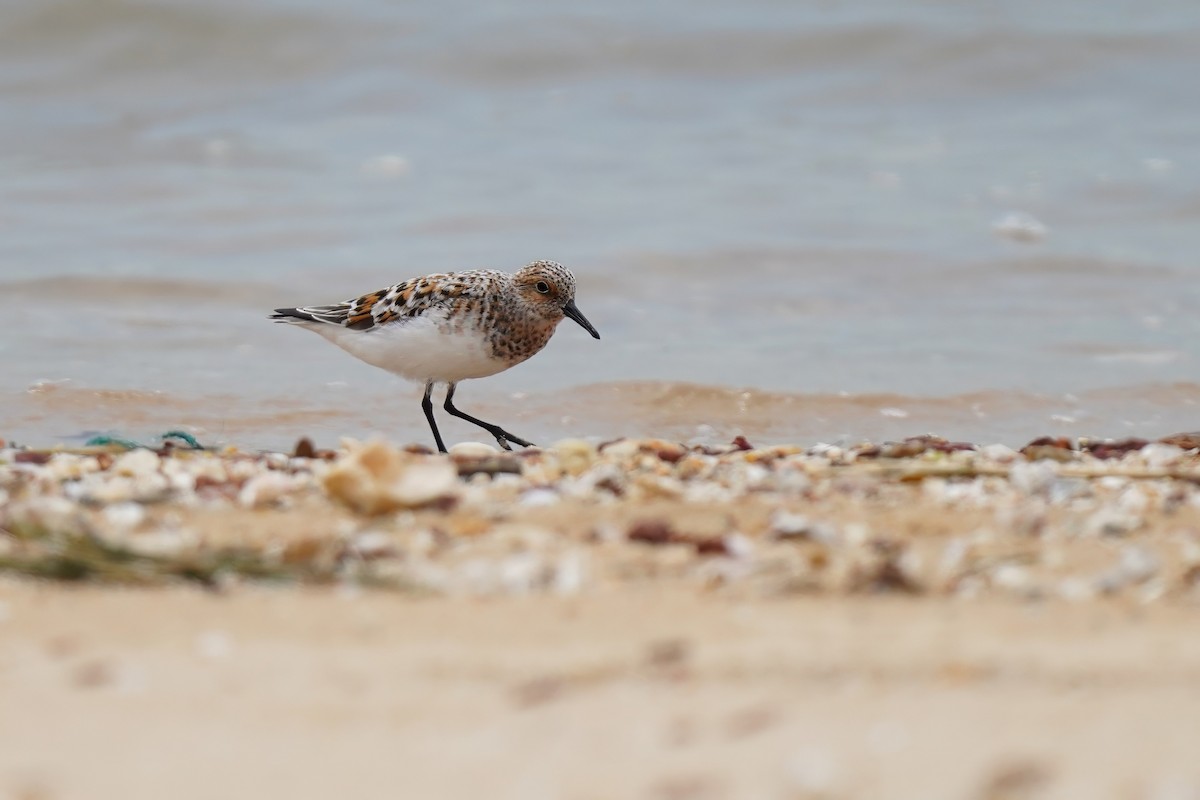 Sanderling - ML635075275