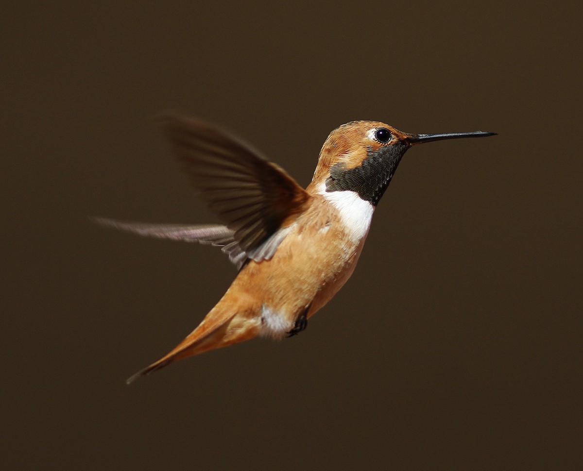 Rufous Hummingbird - Bill Maynard
