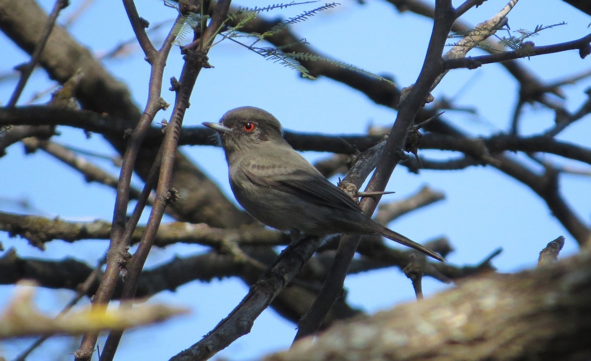 Cinereous Tyrant - ML635075485
