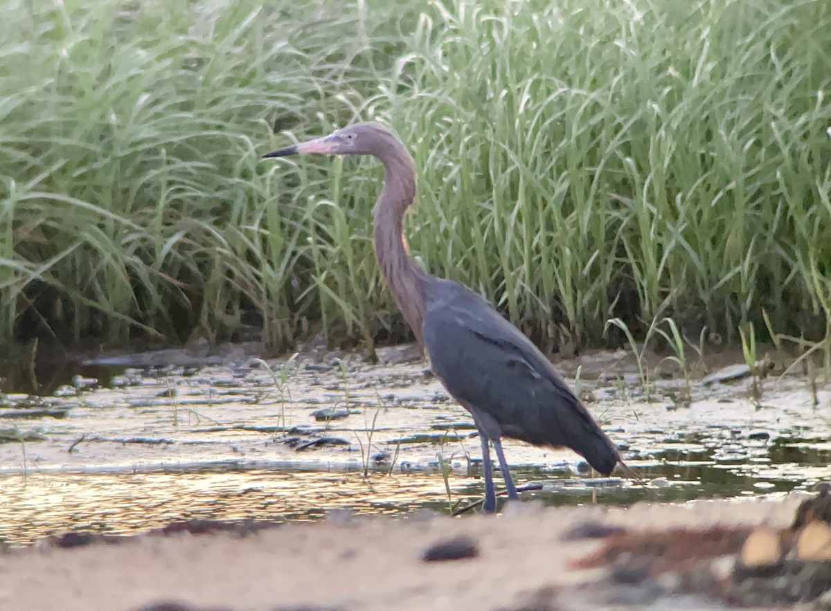 Reddish Egret - ML635075493
