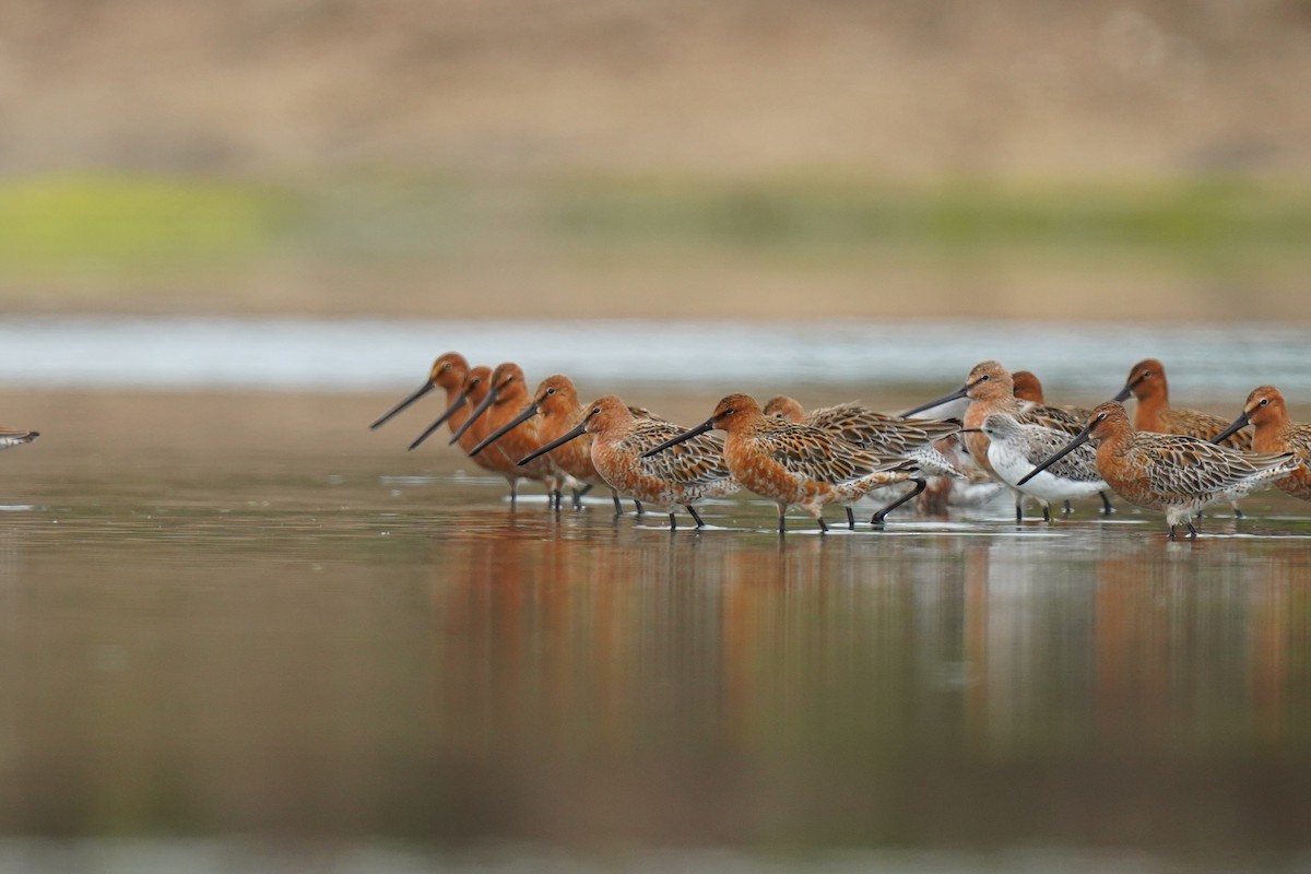 Asian Dowitcher - ML635075539