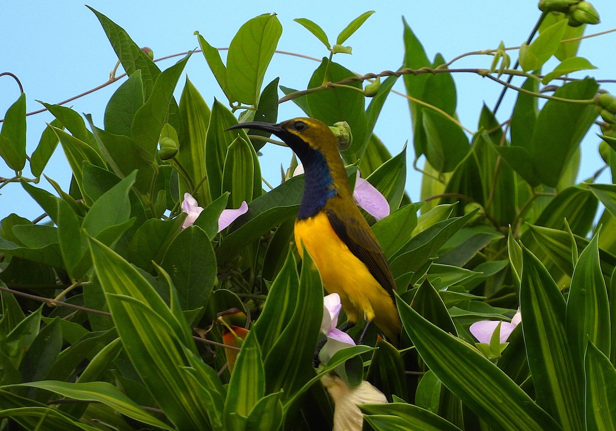 Sahul Sunbird - ML635075569