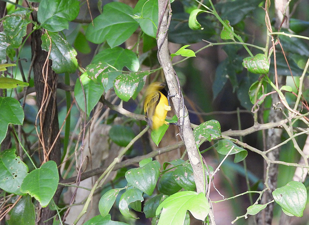 Sahul Sunbird - ML635075584