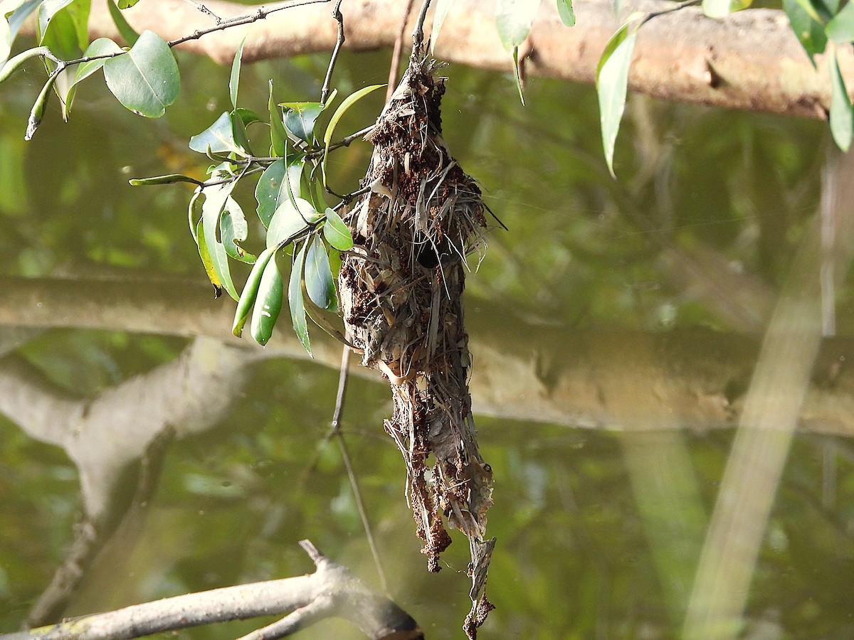 Sahul Sunbird - ML635075590