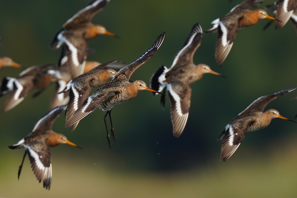 Black-tailed Godwit - ML635075619