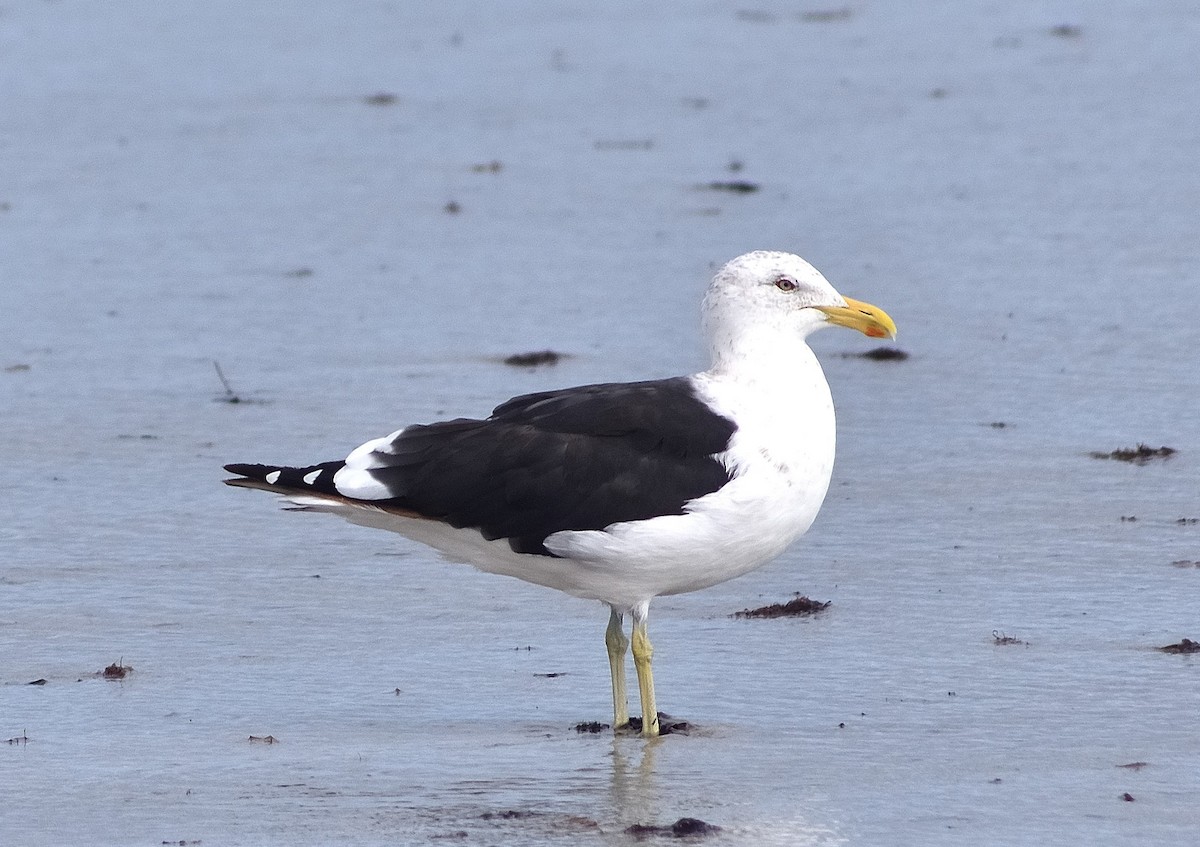 Kelp Gull - ML635075669