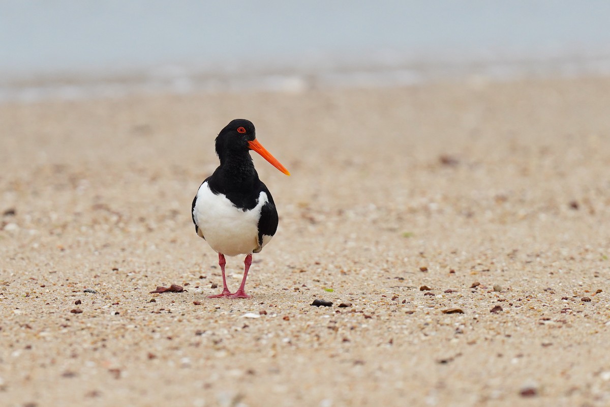 Eurasian Oystercatcher (Far Eastern) - ML635075677