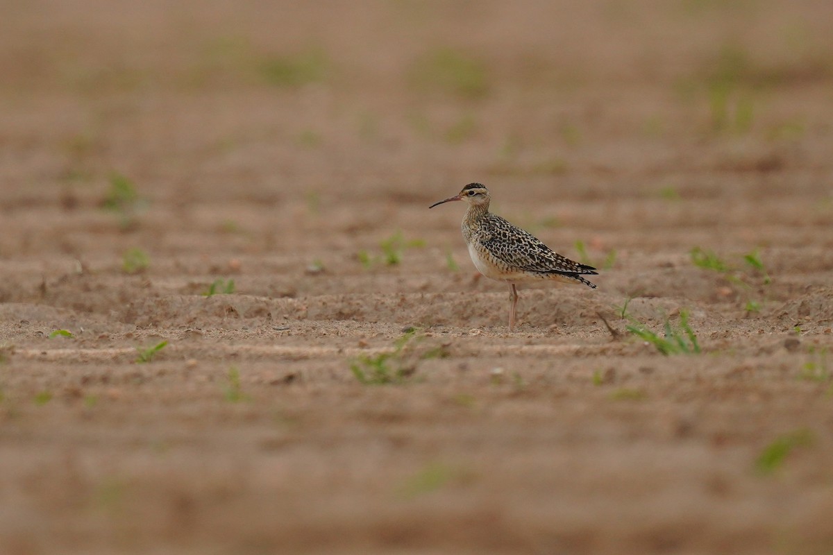 Little Curlew - ML635075761