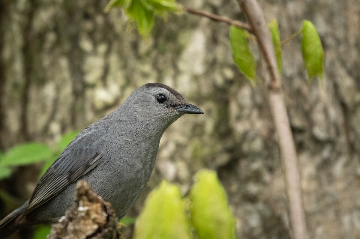 Moqueur chat - ML635075805