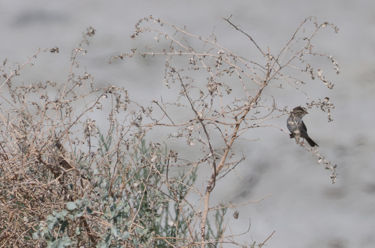 Brewer's Sparrow - ML635075862