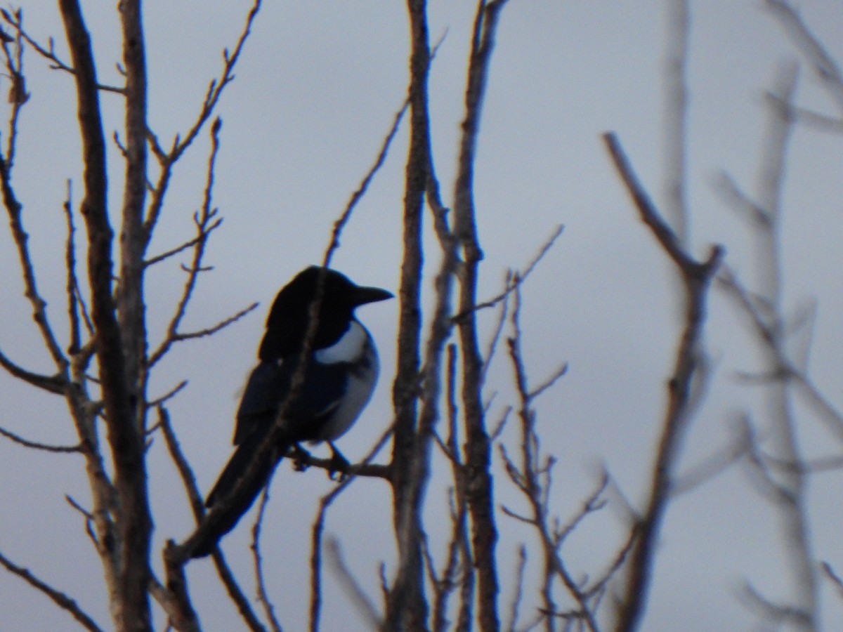 Black-billed Magpie - ML635075913