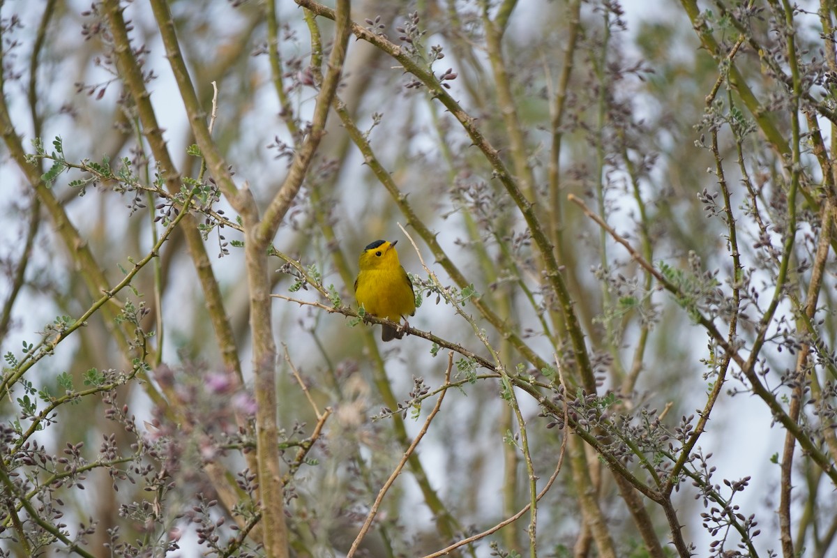 Wilson's Warbler - ML635075942