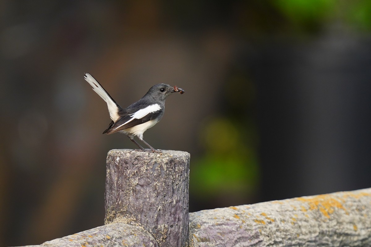 Oriental Magpie-Robin (Oriental) - ML635075975