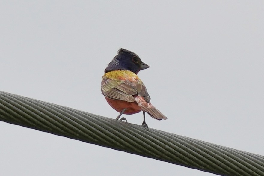 Painted Bunting - ML635076027