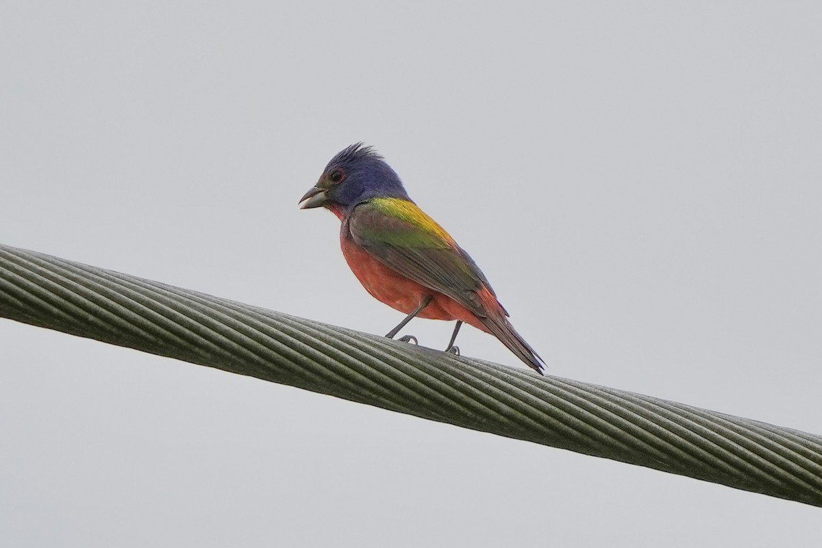 Painted Bunting - ML635076028