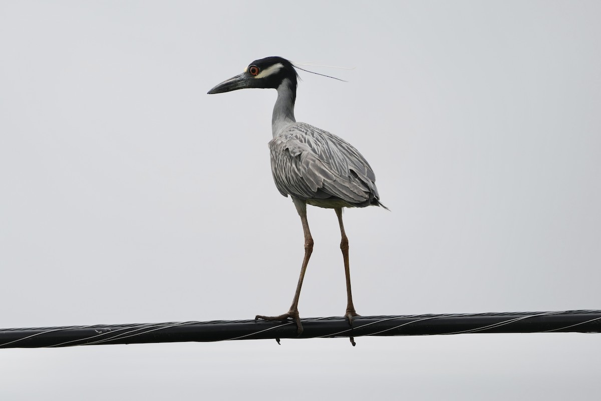 Yellow-crowned Night Heron - ML635076046