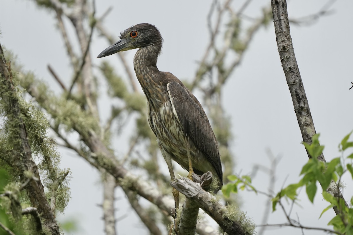 Yellow-crowned Night Heron - ML635076047