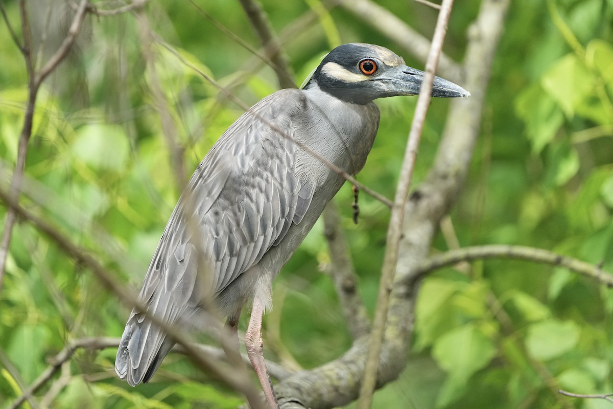 Yellow-crowned Night Heron - ML635076048