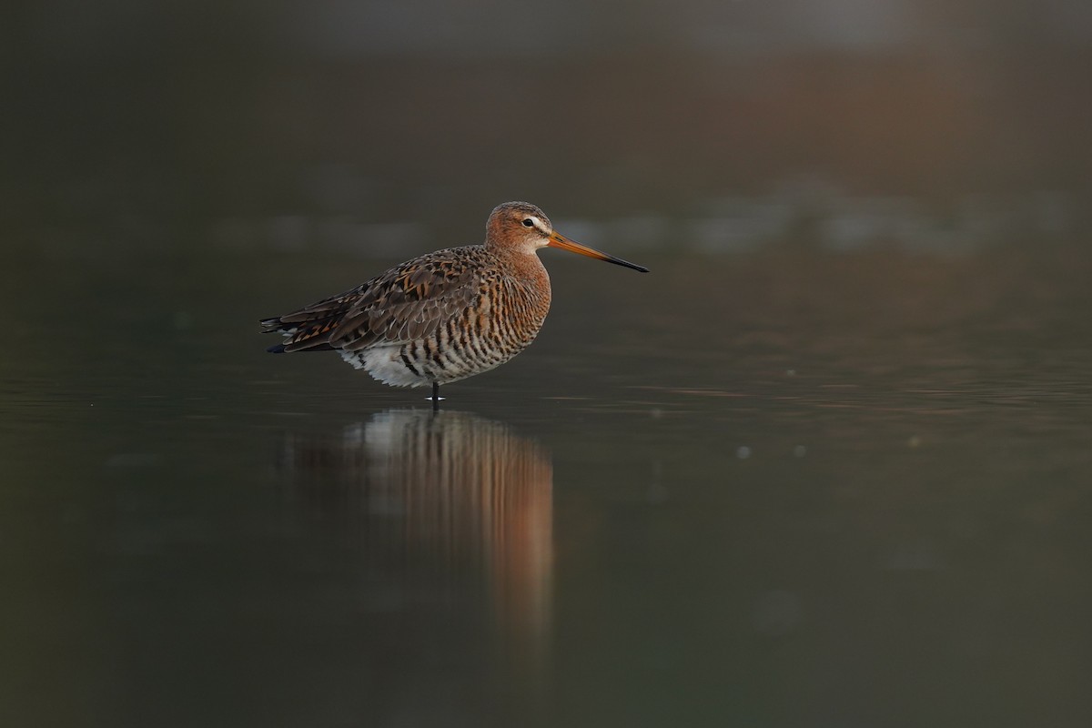 Black-tailed Godwit - ML635076053