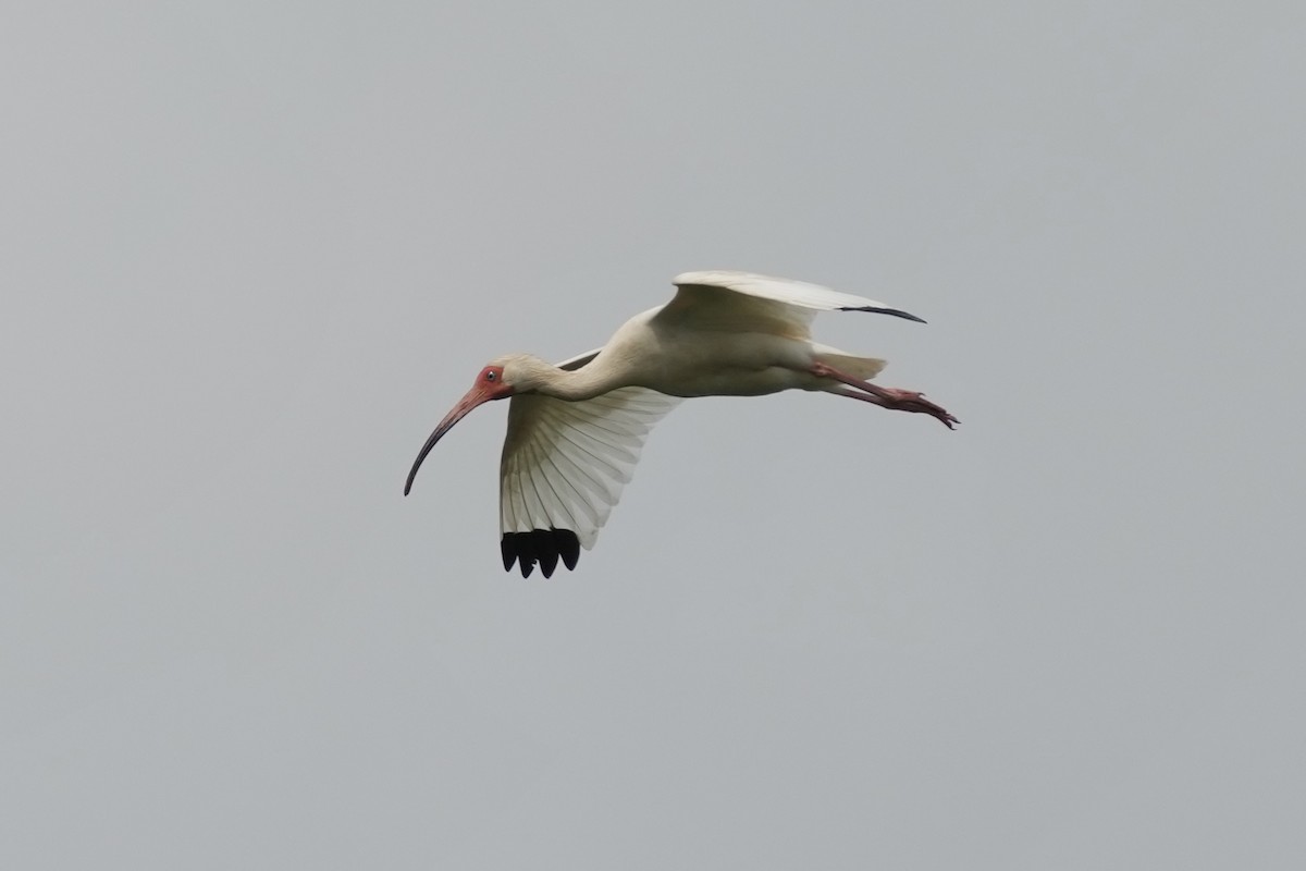 White Ibis - ML635076072