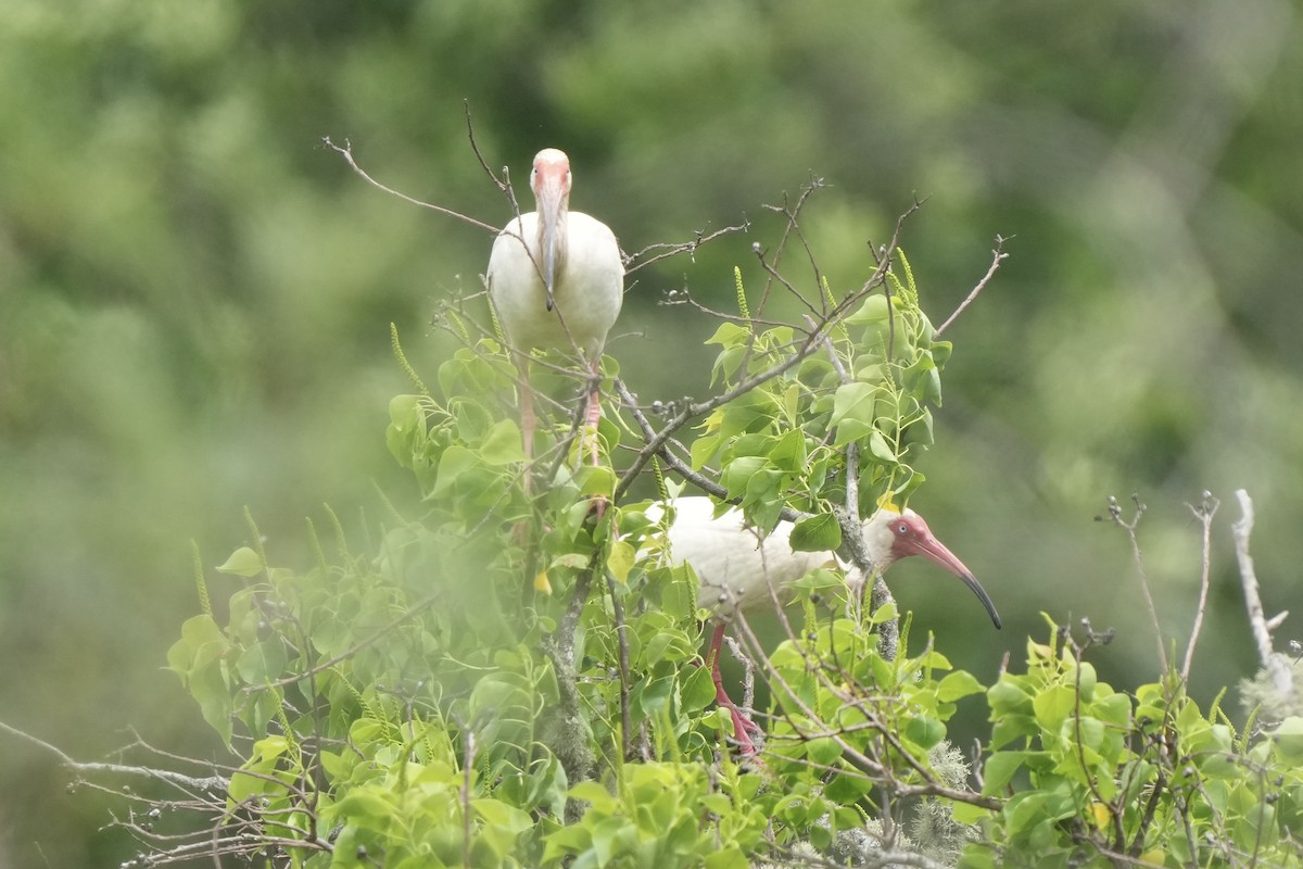 White Ibis - ML635076073
