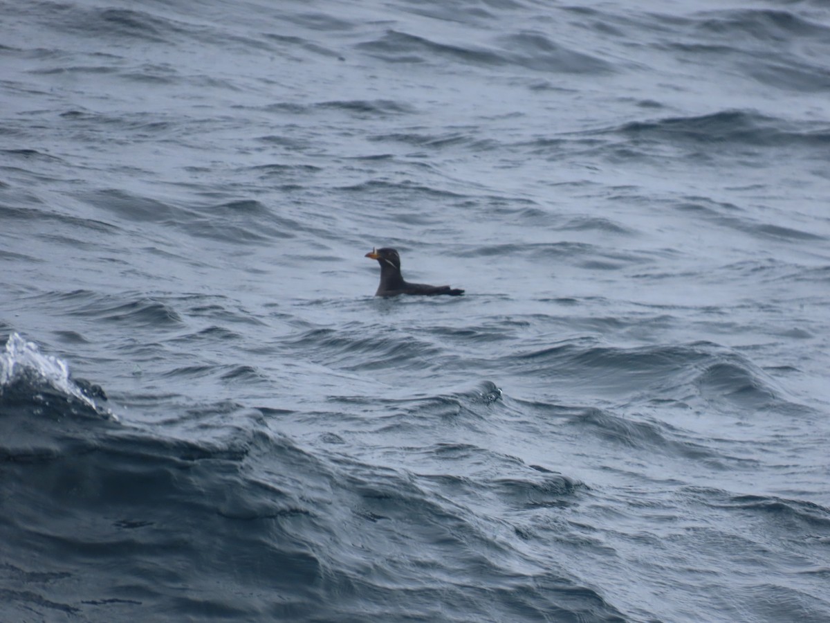 Rhinoceros Auklet - ML635076168