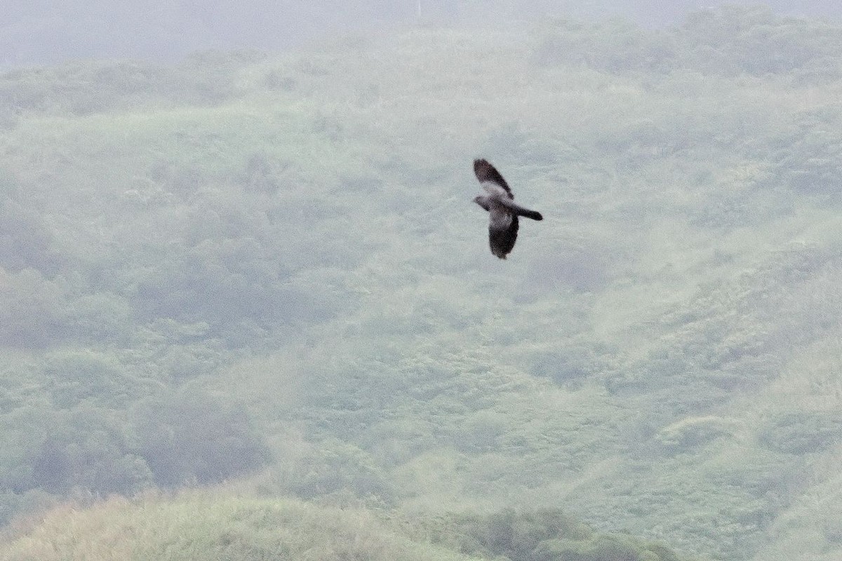 Black-winged Cuckooshrike - ML635076257